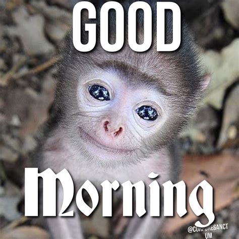 monkey meme|cute monkey memes.